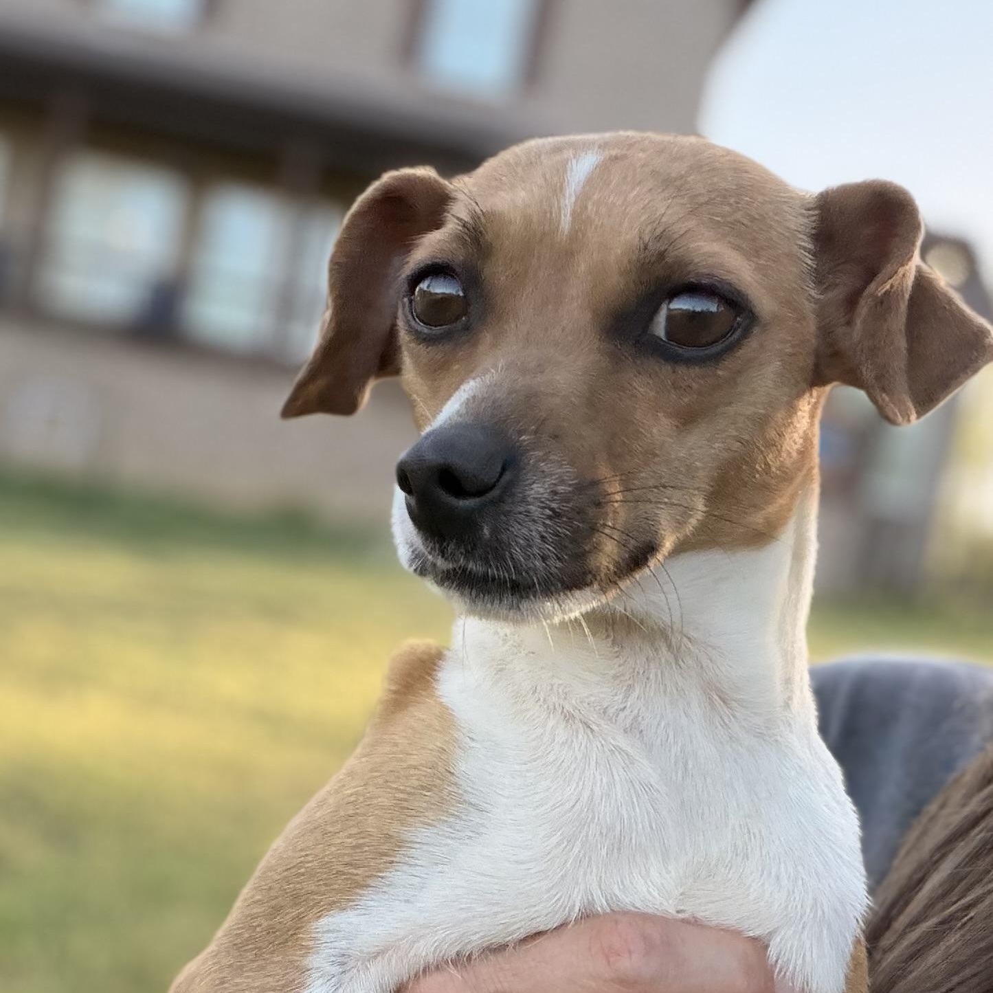 Enlarge Tiny, a Adoptable mixed breed in Harrisburg, PA image 4/6