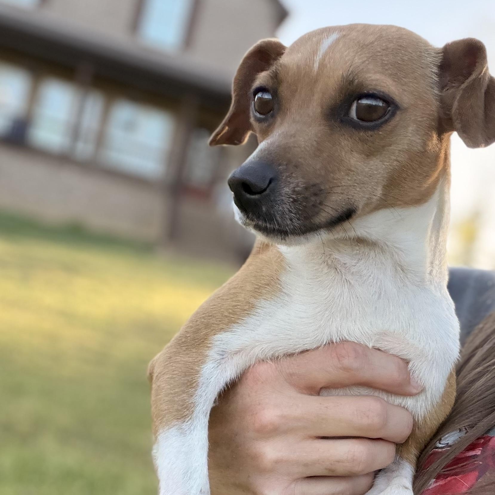 Enlarge Tiny, a Adoptable mixed breed in Harrisburg, PA image 6/6