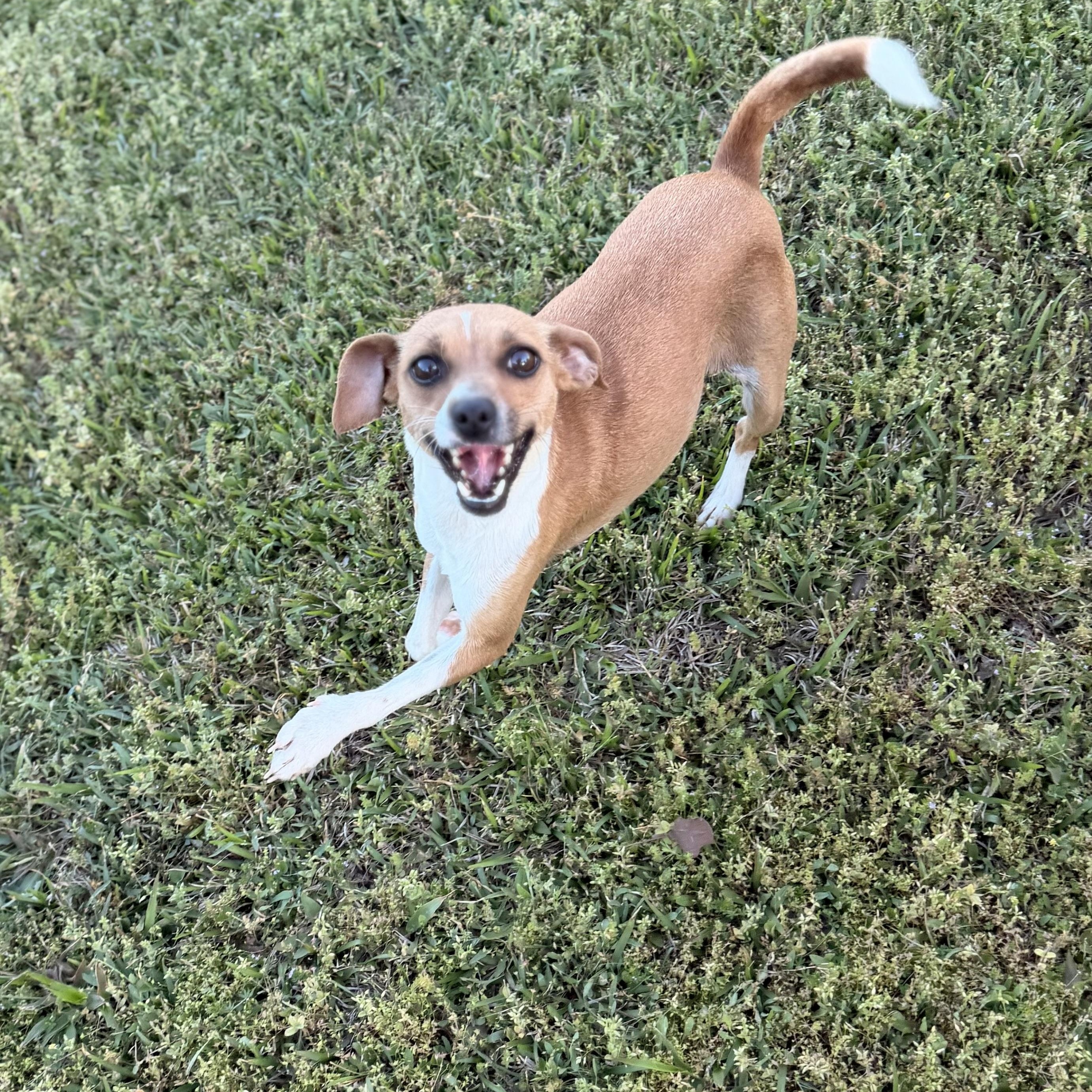 Enlarge Tiny, a Adoptable mixed breed in Harrisburg, PA image 3/6
