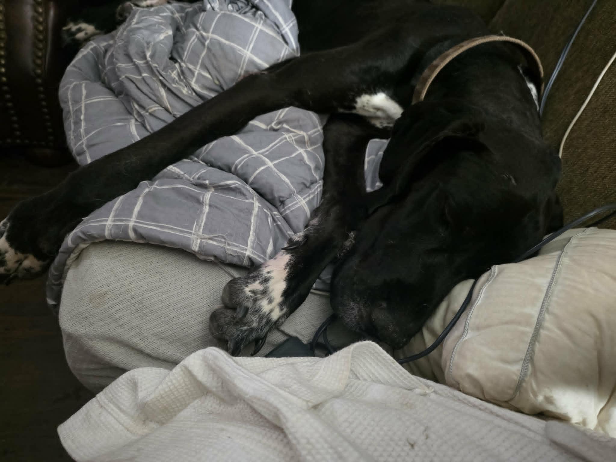 Diesel (Foster needed), a ADOPTABLE Great Dane in Wurtsboro, NY image 3/3