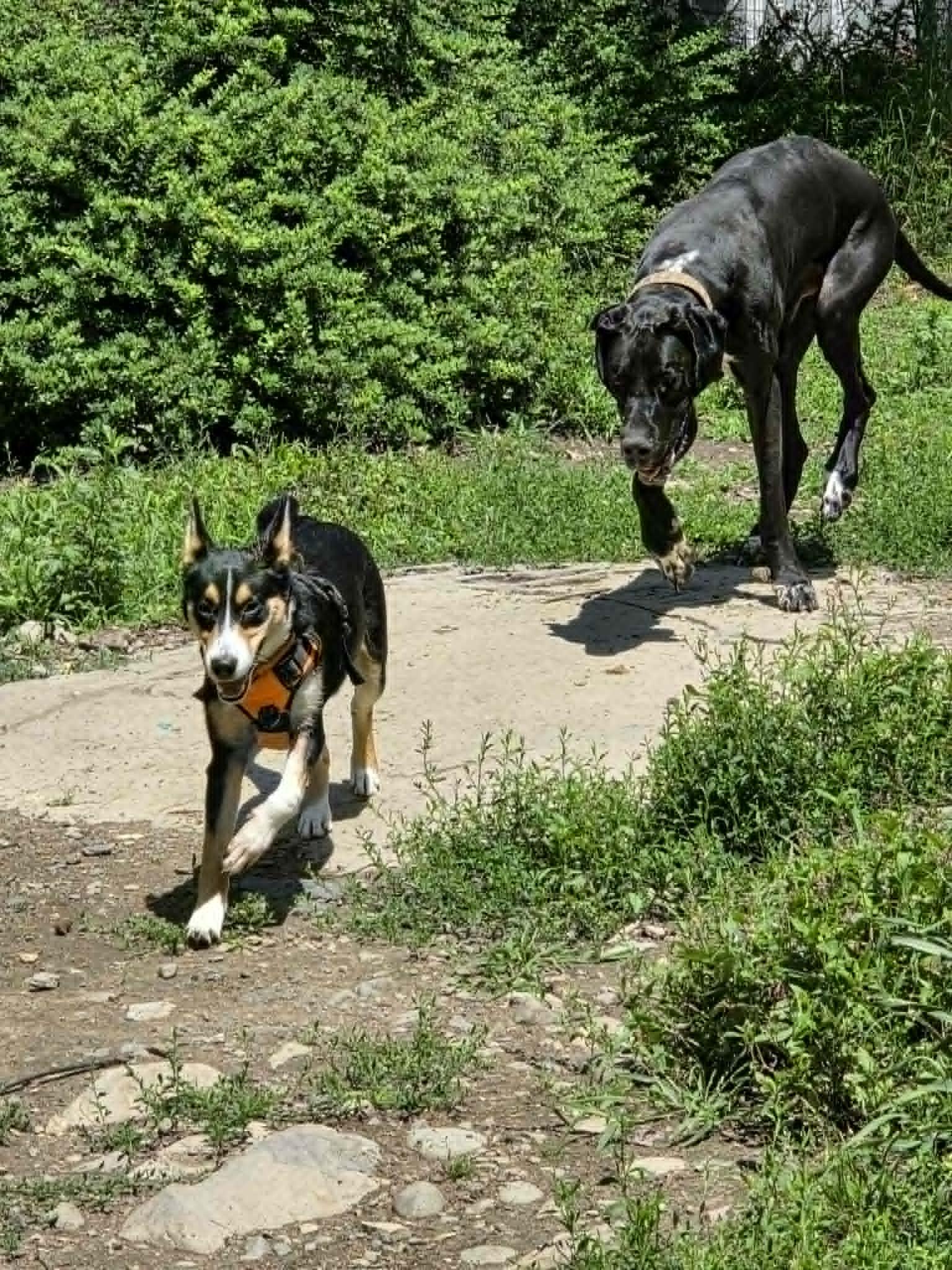 Diesel (Foster needed), a ADOPTABLE Great Dane in Wurtsboro, NY image 2/3