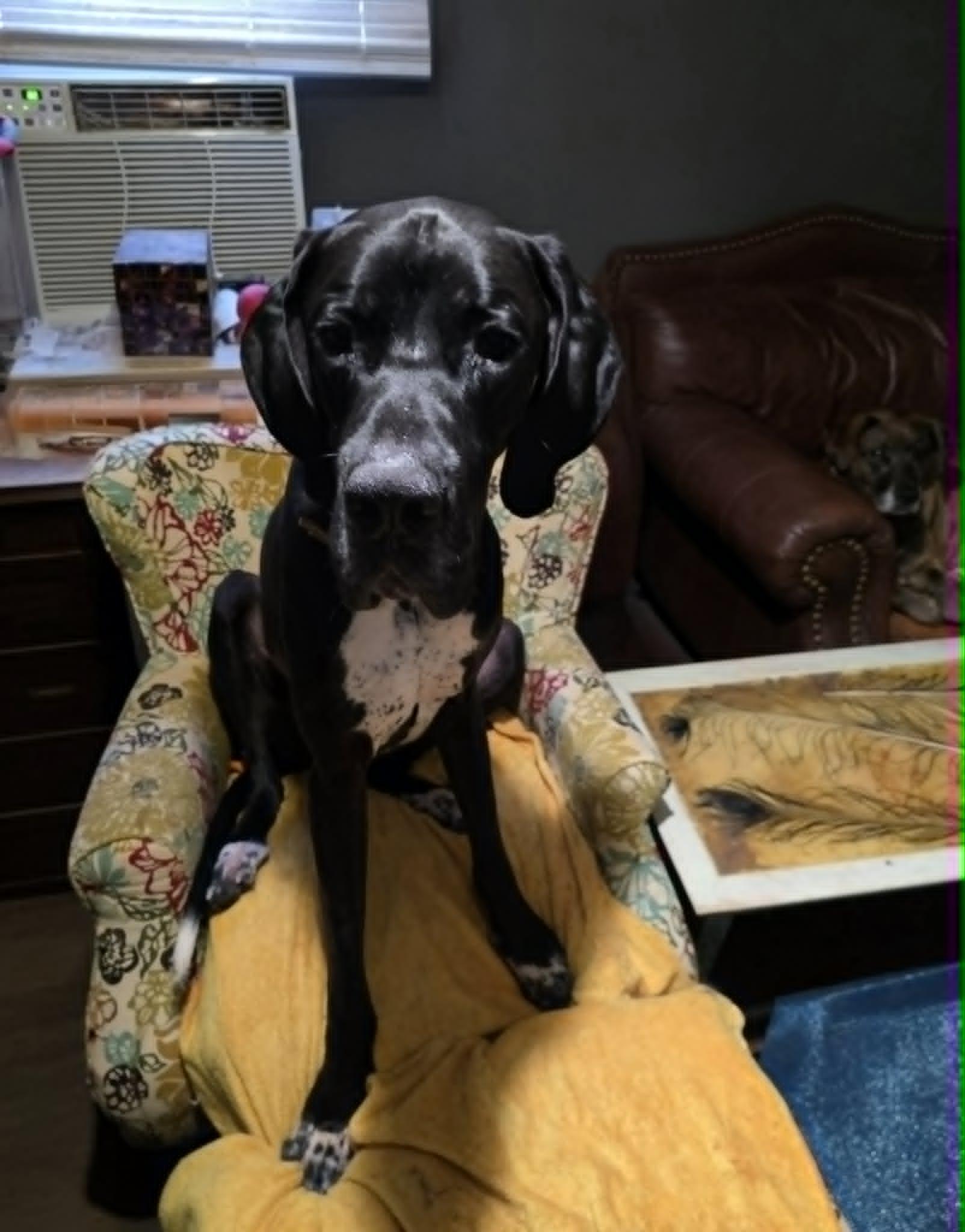 Diesel (Foster needed), ADOPTABLE, Adult Male Great Dane.