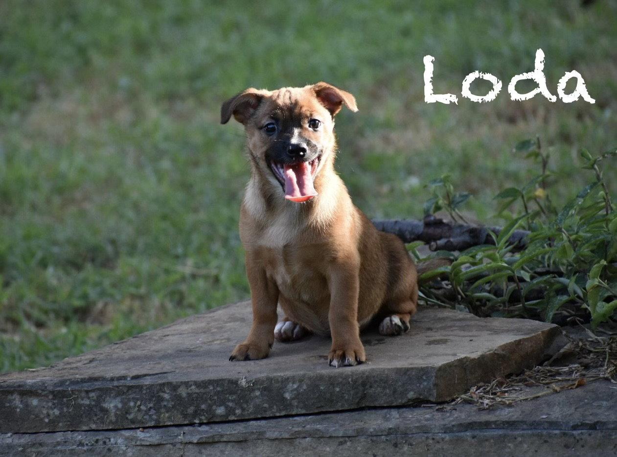 Loda, Adoptable, Puppy Female Corgi & Chihuahua.