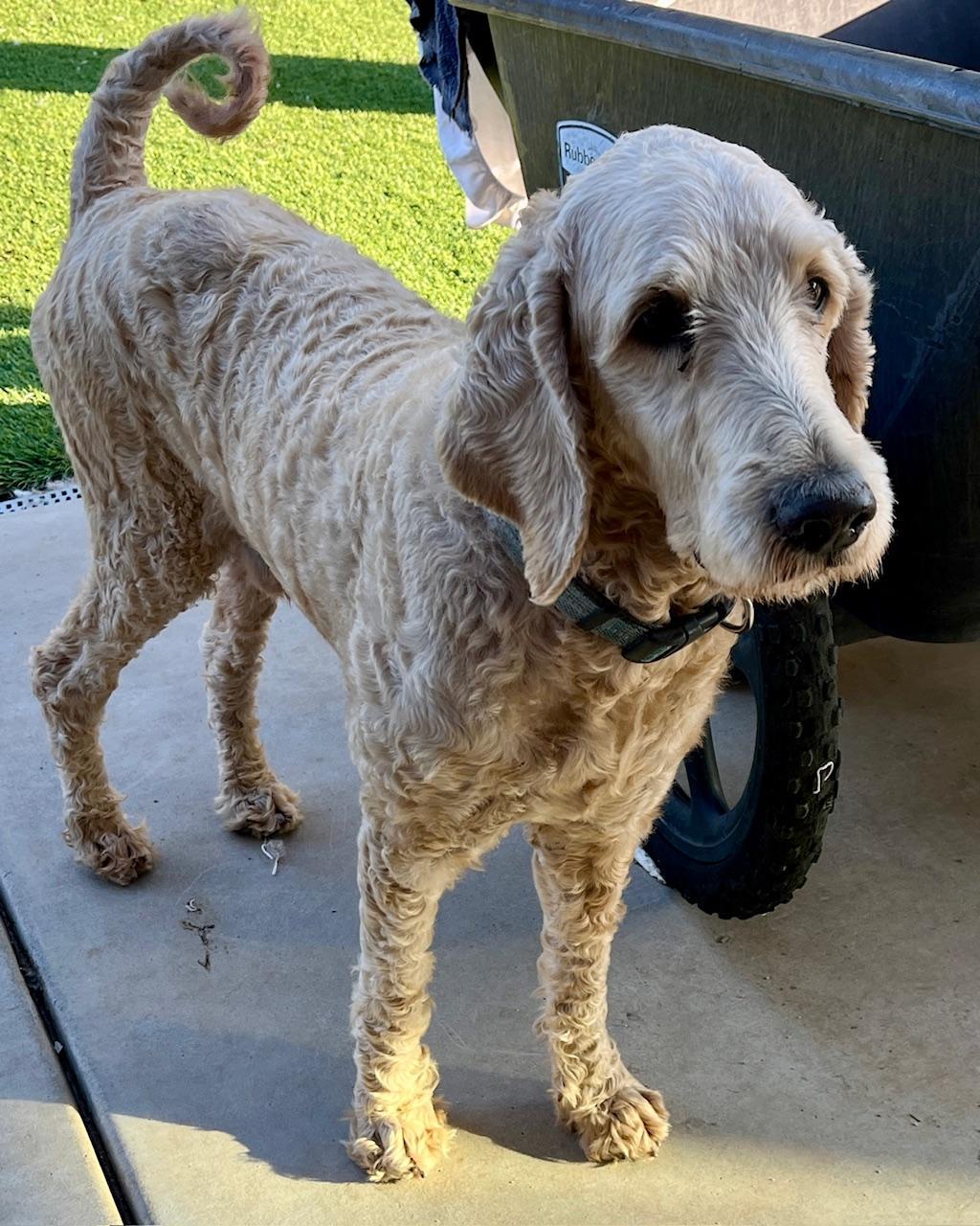 Enlarge Chicken Nugget, a Adoptable Goldendoodle in Wingdale, NY image 3/4