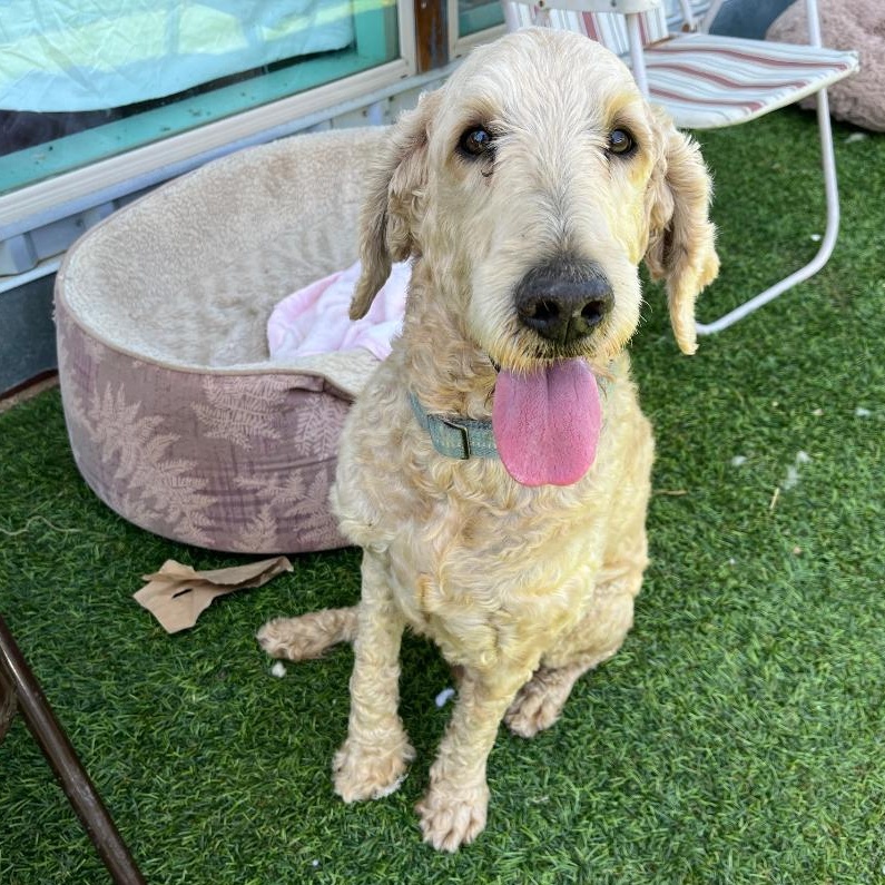 Chicken Nugget, Adoptable, Adult Male Goldendoodle.