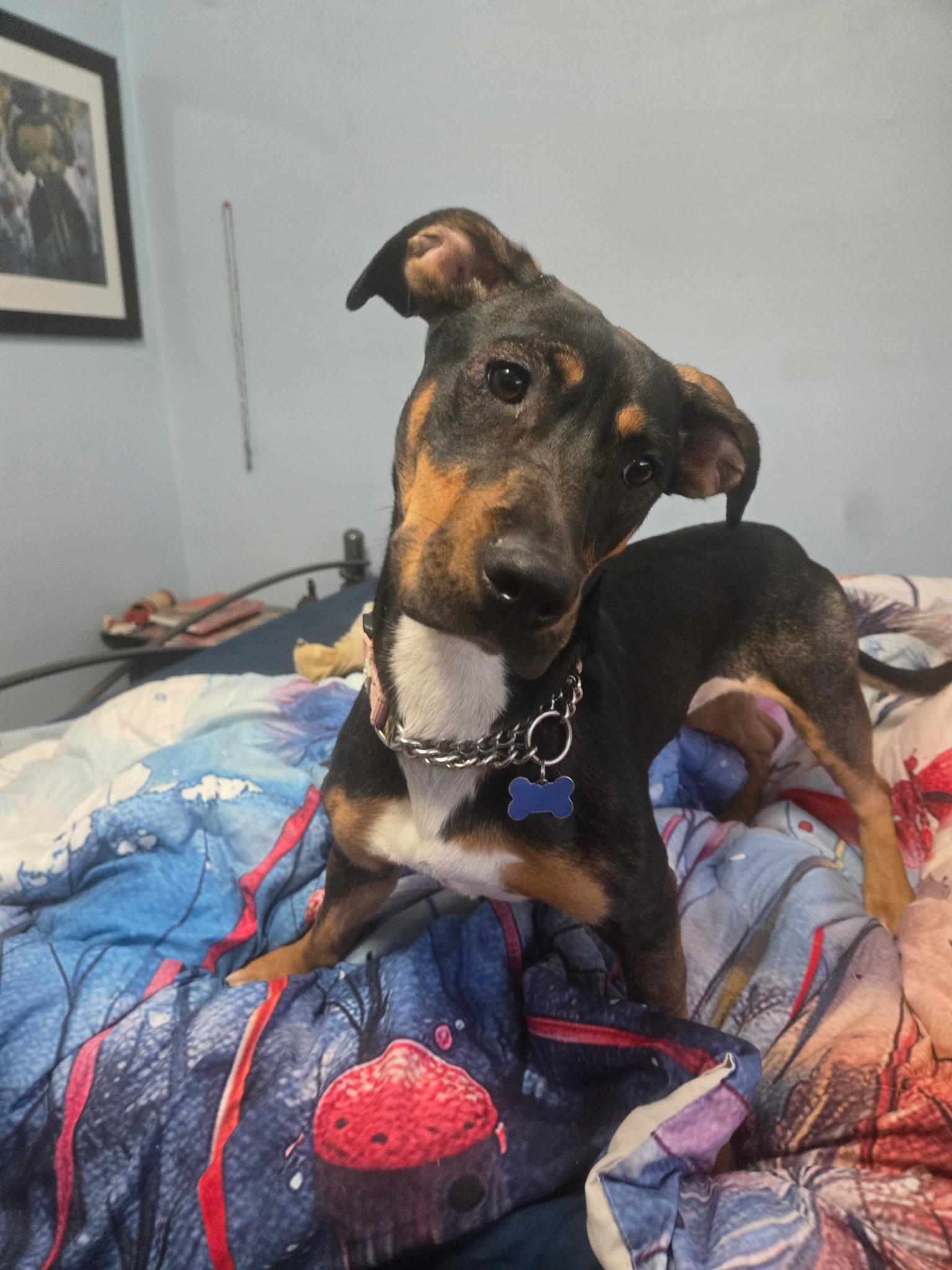 Enlarge Luna, a ADOPTABLE mixed breed in Fort Collins, CO image 4/5