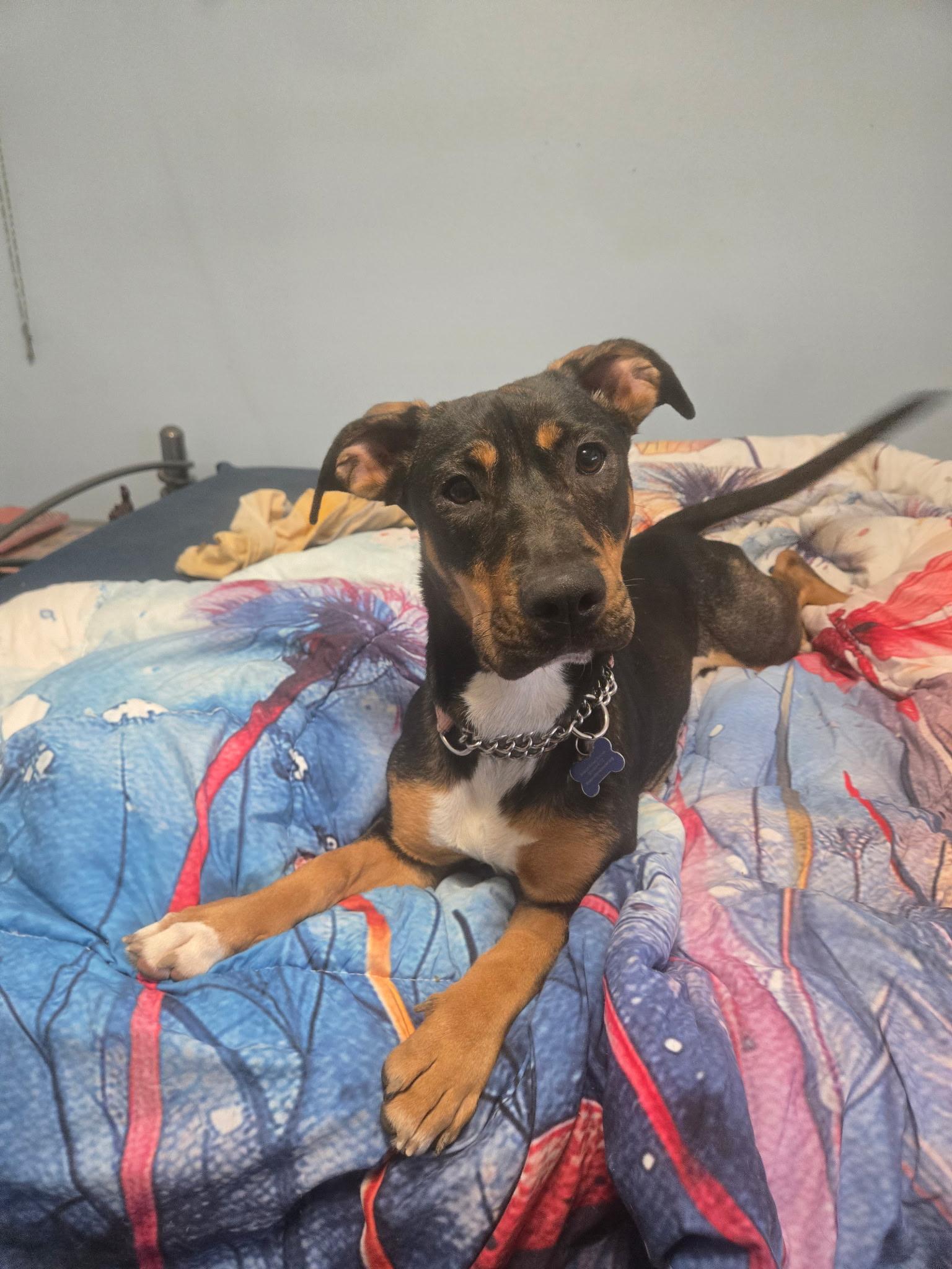 Enlarge Luna, a ADOPTABLE mixed breed in Fort Collins, CO image 2/5