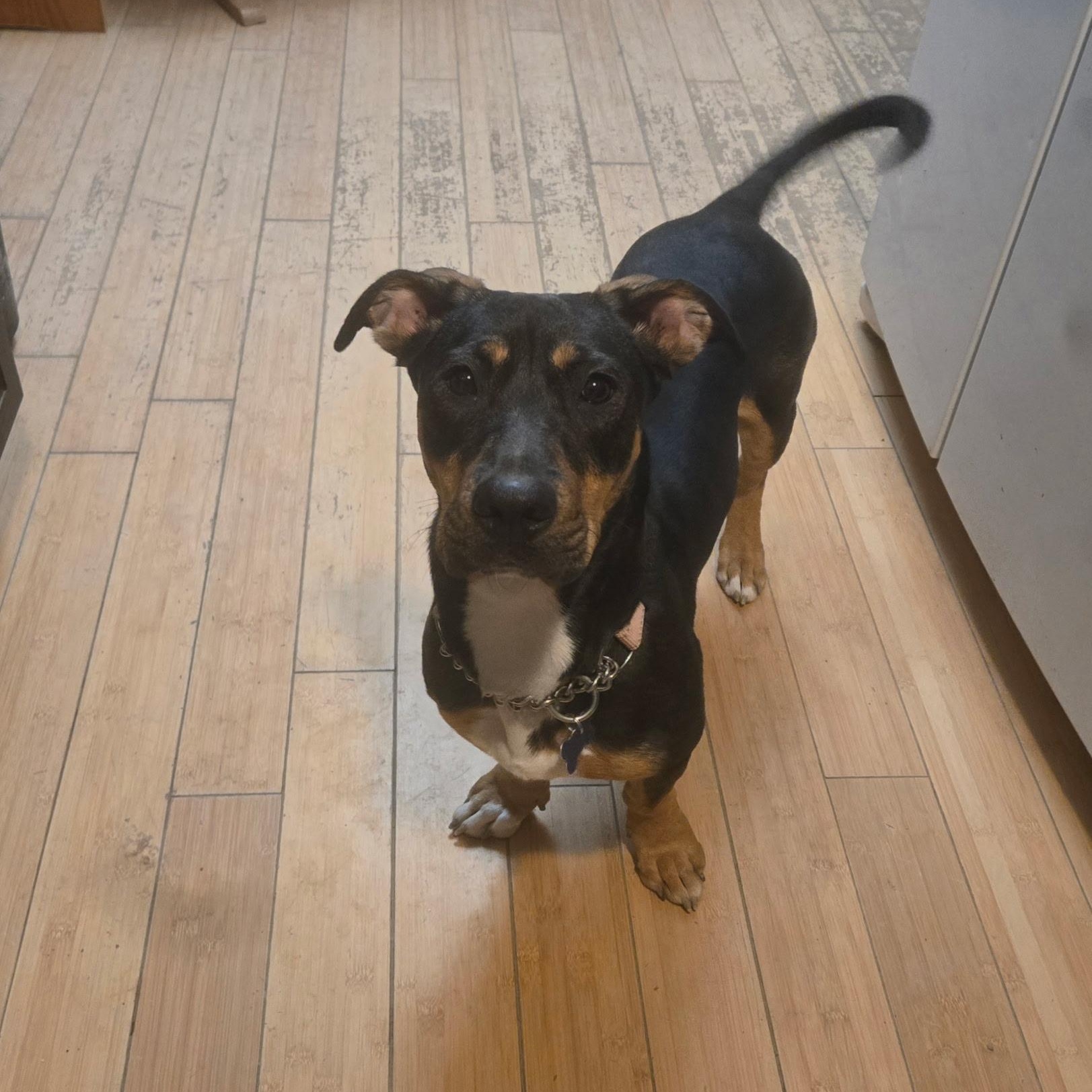 Enlarge Luna, a ADOPTABLE mixed breed in Fort Collins, CO image 1/5