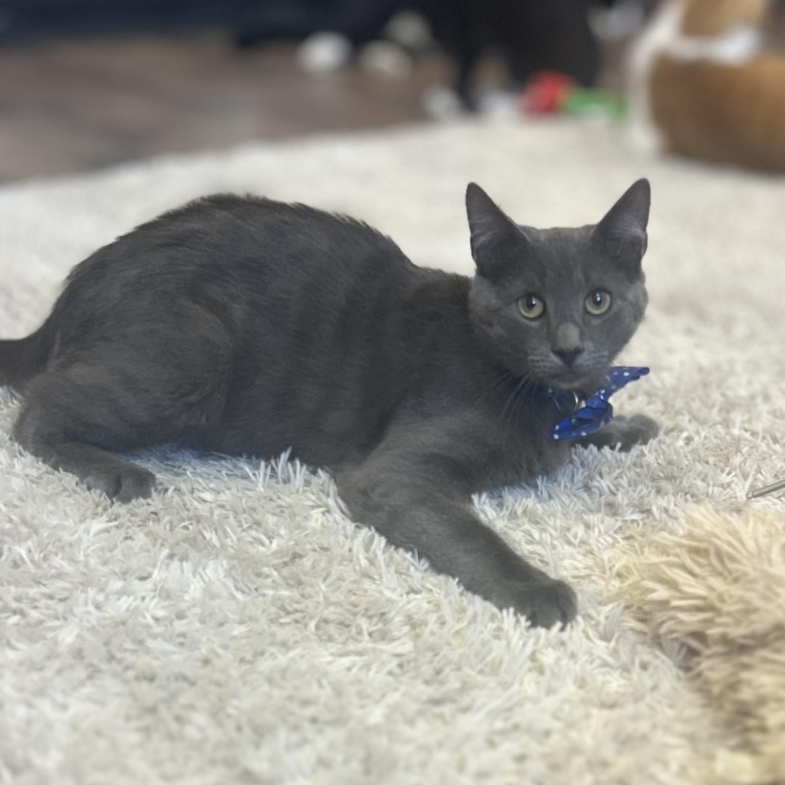 Enlarge Jim Beam, a Adoptable Domestic Short Hair in Philadelphia, PA image 1/3