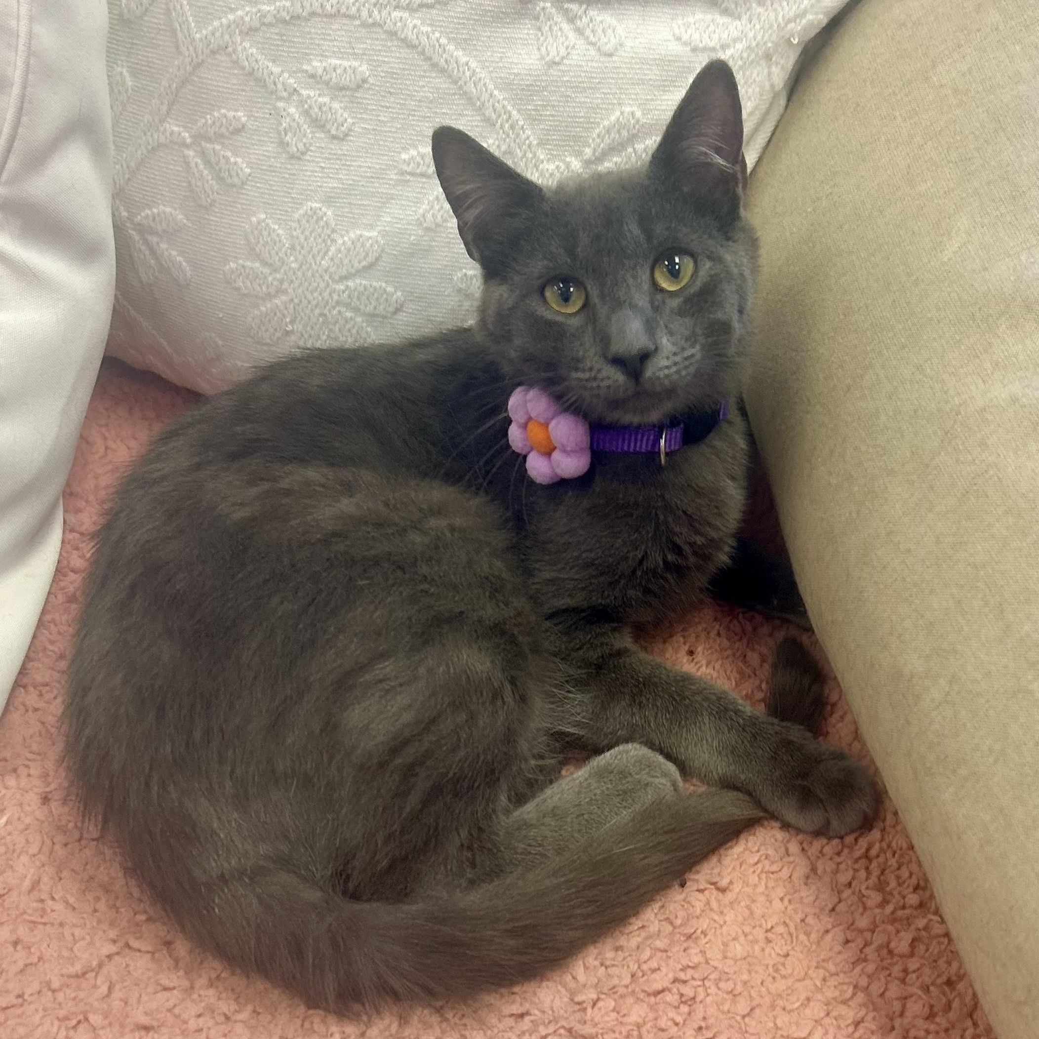 Enlarge Jim Beam, a Adoptable Domestic Short Hair in Philadelphia, PA image 2/3