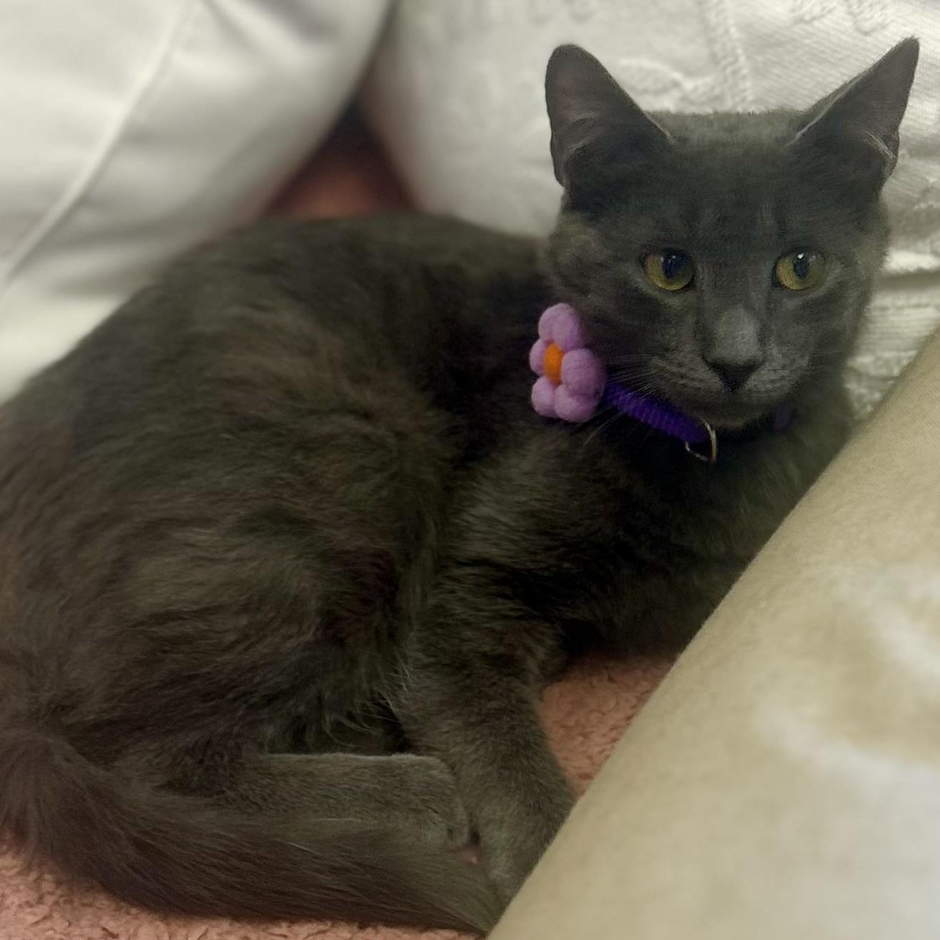 Enlarge Jim Beam, a Adoptable Domestic Short Hair in Philadelphia, PA image 3/3