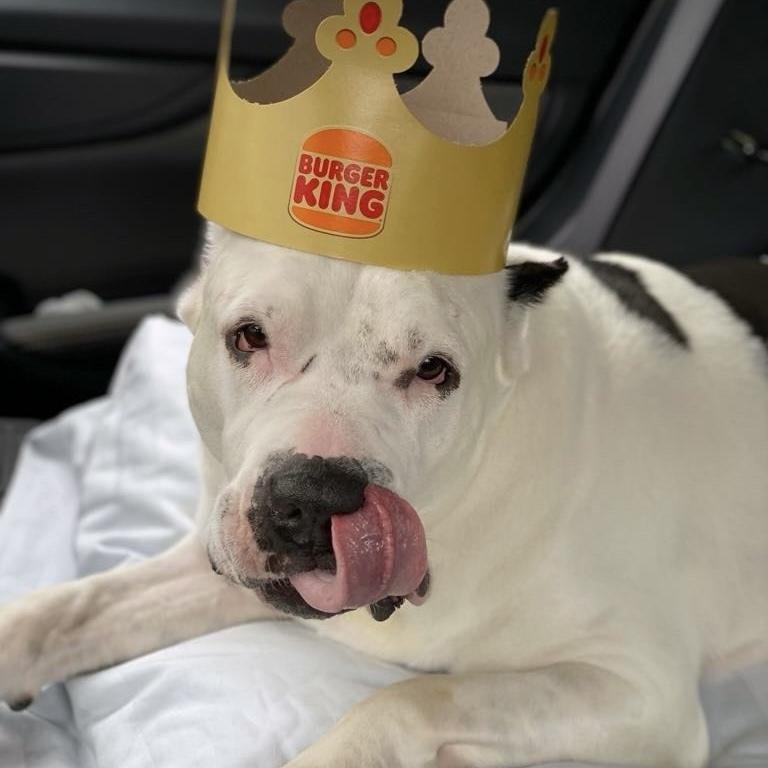 Burger, Adoptable, Senior Male American Staffordshire Terrier & Mixed Breed.