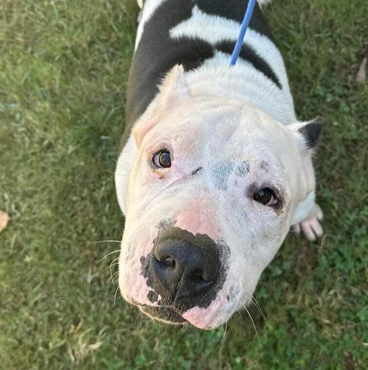 Burger, a Adoptable mixed breed in Long Island City, NY image 2/6