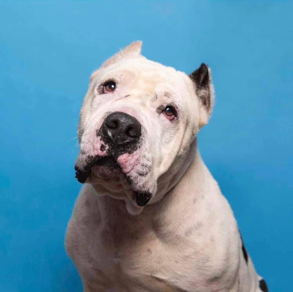 Burger, a Adoptable mixed breed in Long Island City, NY image 3/6