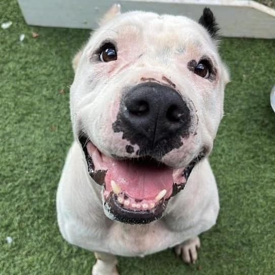 Burger, a Adoptable mixed breed in Long Island City, NY image 4/6