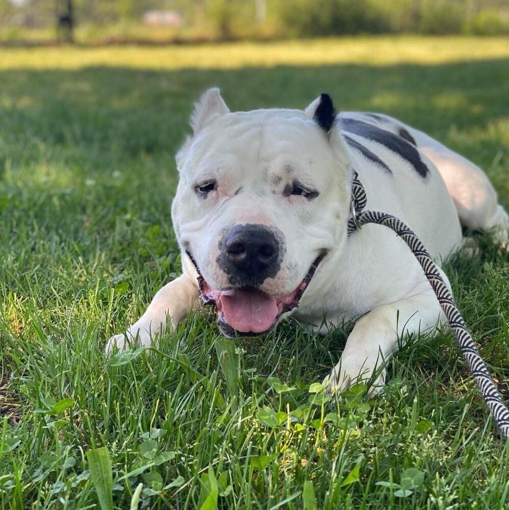 Burger, a Adoptable mixed breed in Long Island City, NY image 5/6
