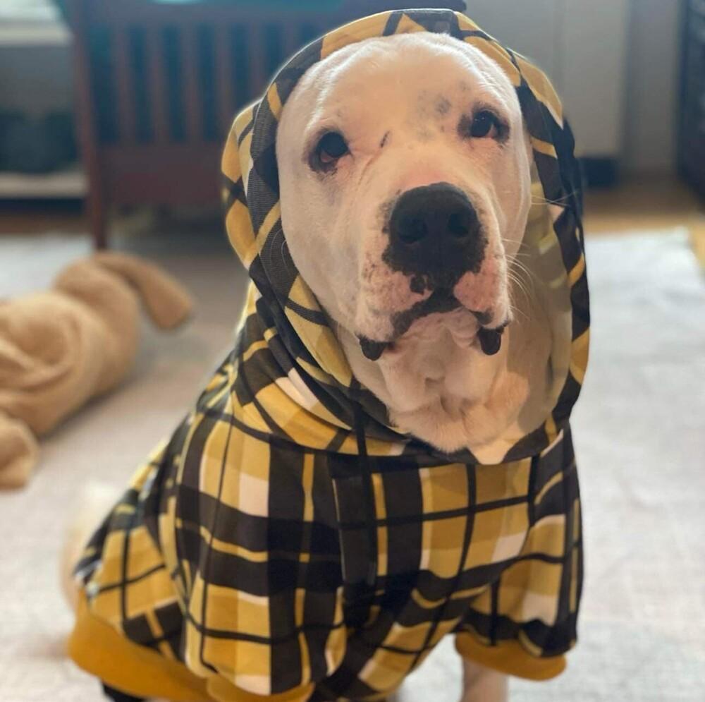 Burger, a Adoptable mixed breed in Long Island City, NY image 6/6