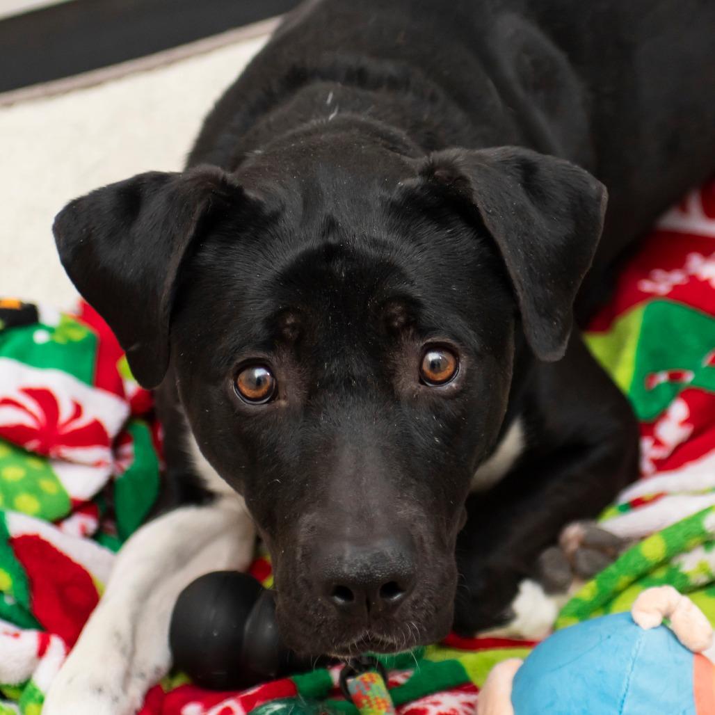 Enlarge Winston, a Adoptable Mixed Breed in Middletown, RI image 1/1
