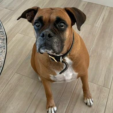Cooper, ADOPTABLE, Senior Female Boxer.