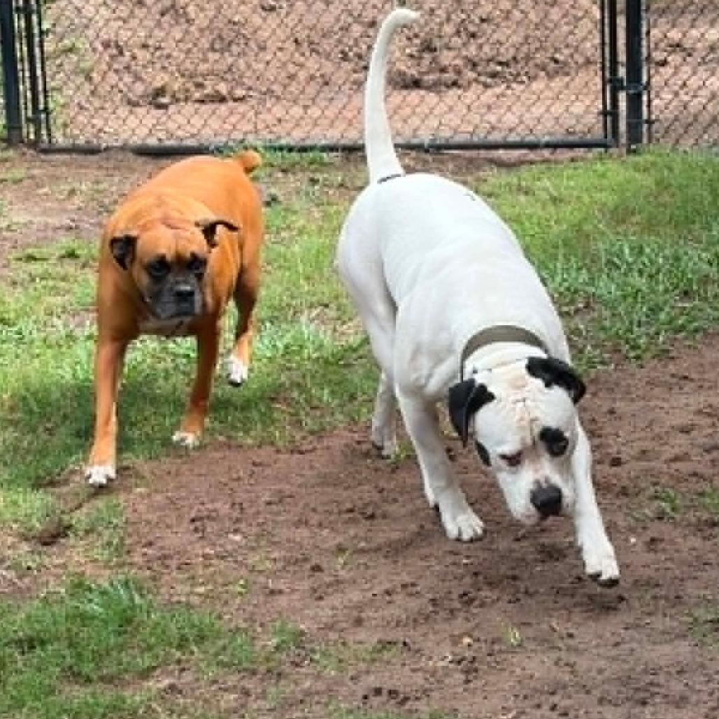 Enlarge Cooper, a ADOPTABLE Boxer in Tallahassee, FL image 2/4
