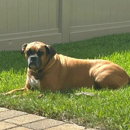Enlarge Cooper, a ADOPTABLE Boxer in Tallahassee, FL image 4/4