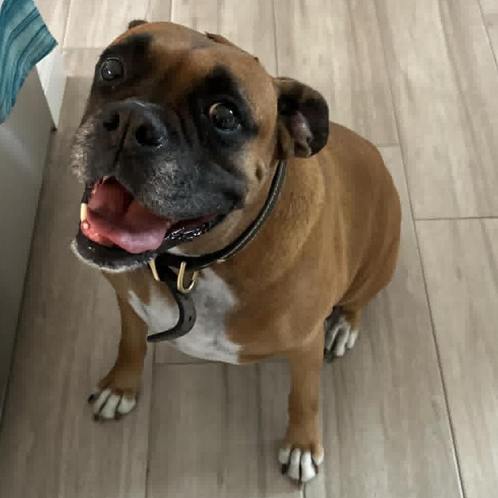 Enlarge Cooper, a ADOPTABLE Boxer in Tallahassee, FL image 3/4