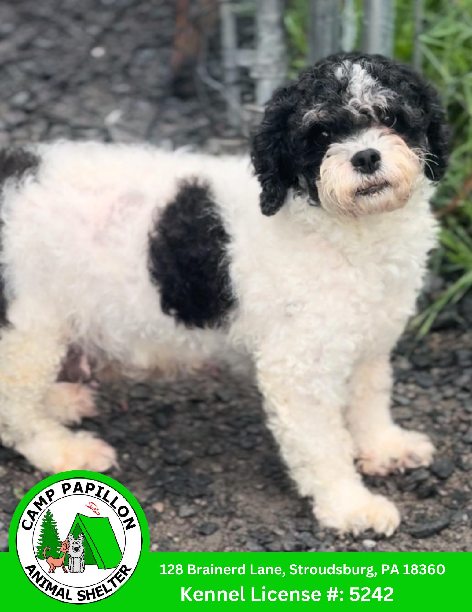 Enlarge Babybel, a Adopted mixed breed in Stroudsburg, PA image 1/1