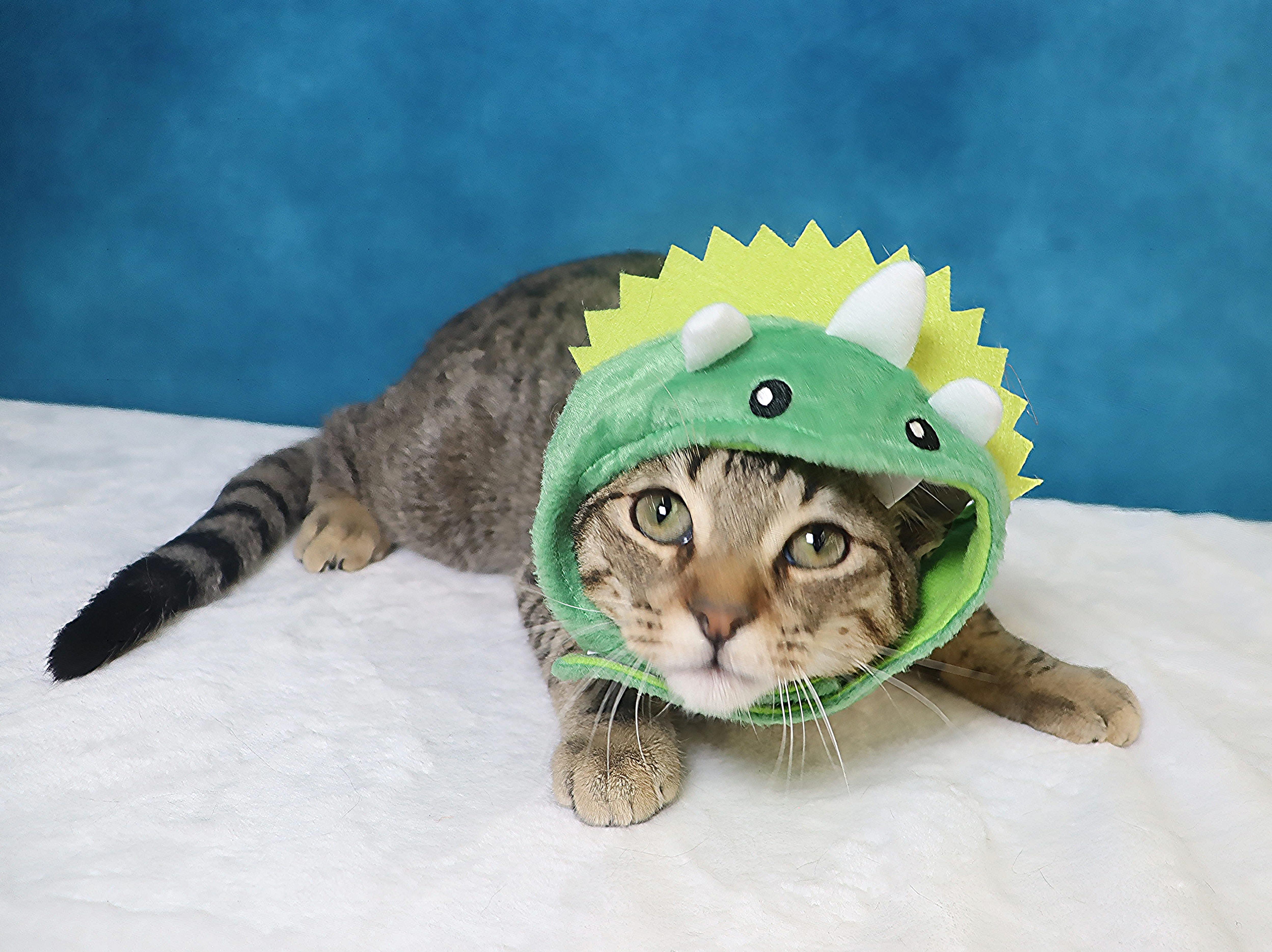 Enlarge Royal - Super Outgoing and Cuddly, a Adoptable mixed breed in League City, TX image 5/6