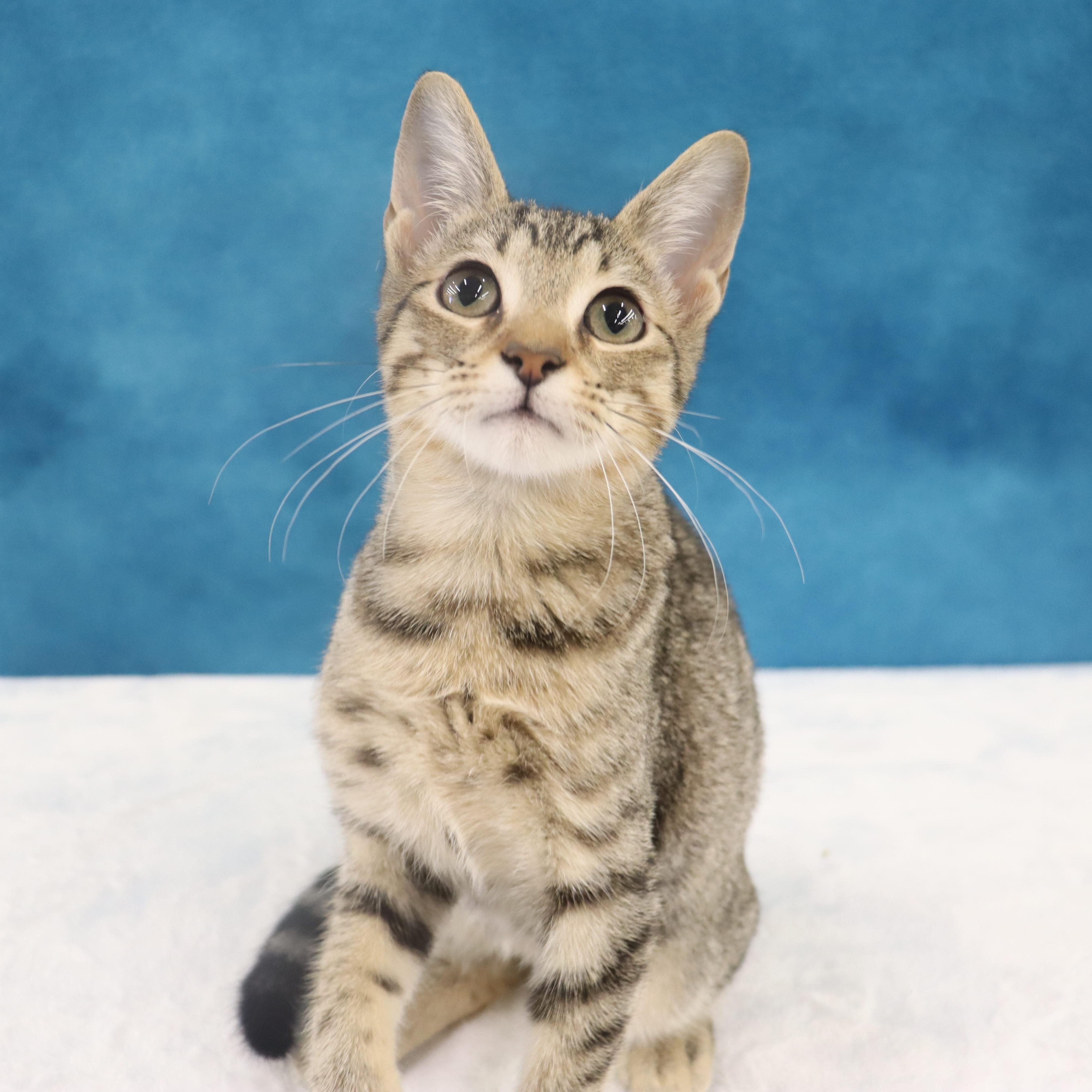 Enlarge Royal - Super Outgoing and Cuddly, a Adoptable mixed breed in League City, TX image 2/6