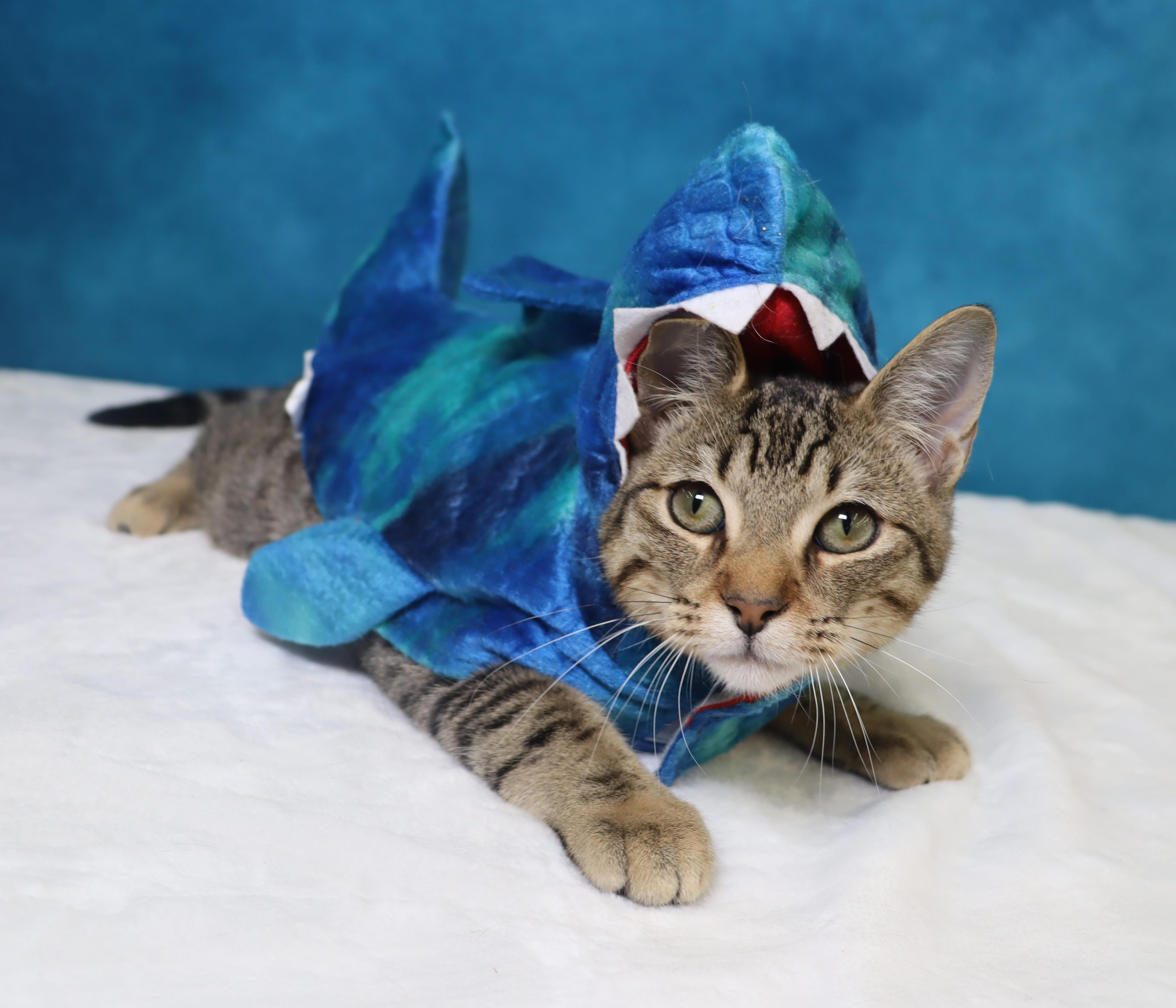 Enlarge Royal - Super Outgoing and Cuddly, a Adoptable mixed breed in League City, TX image 6/6
