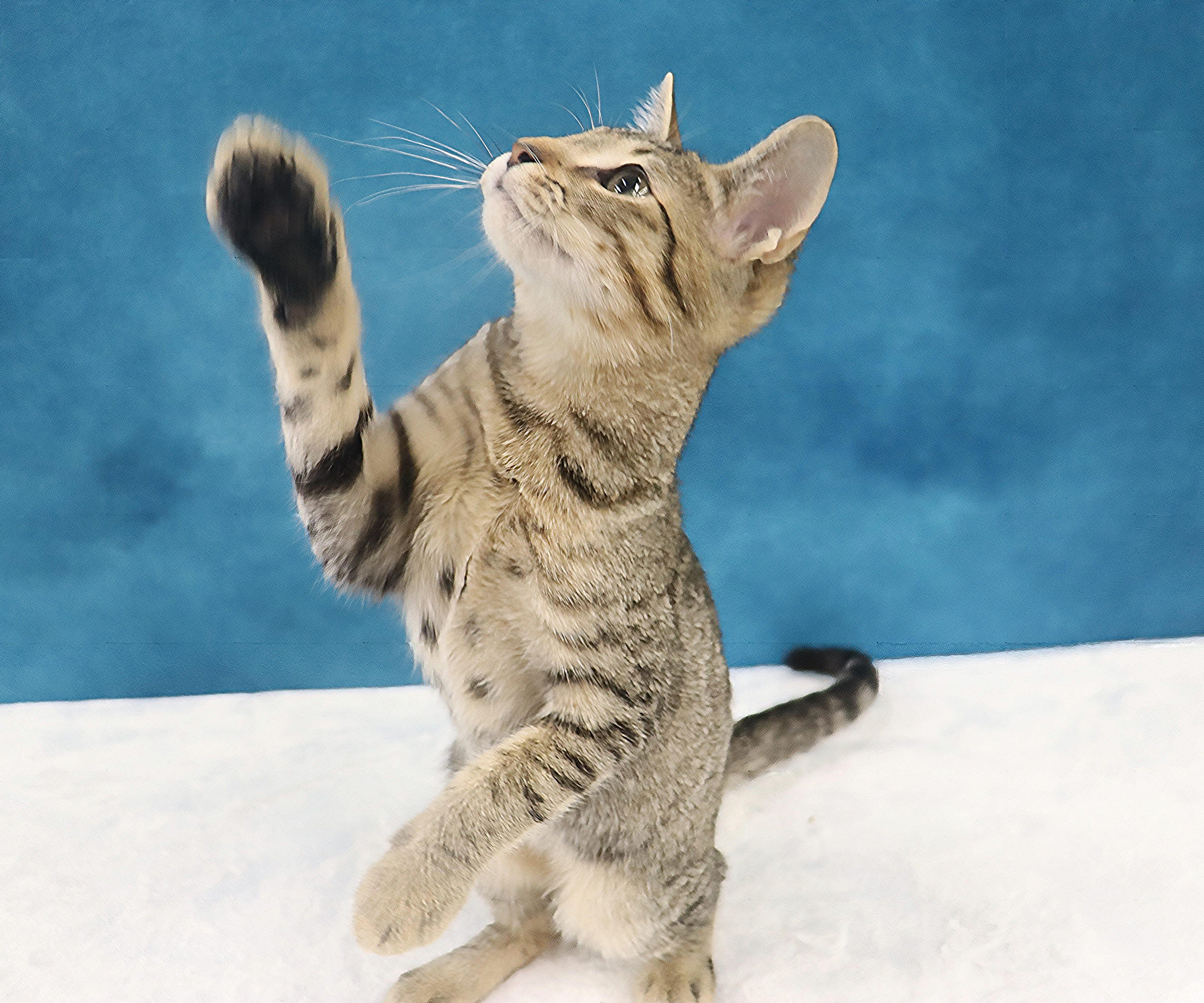Enlarge Royal - Super Outgoing and Cuddly, a Adoptable mixed breed in League City, TX image 4/6