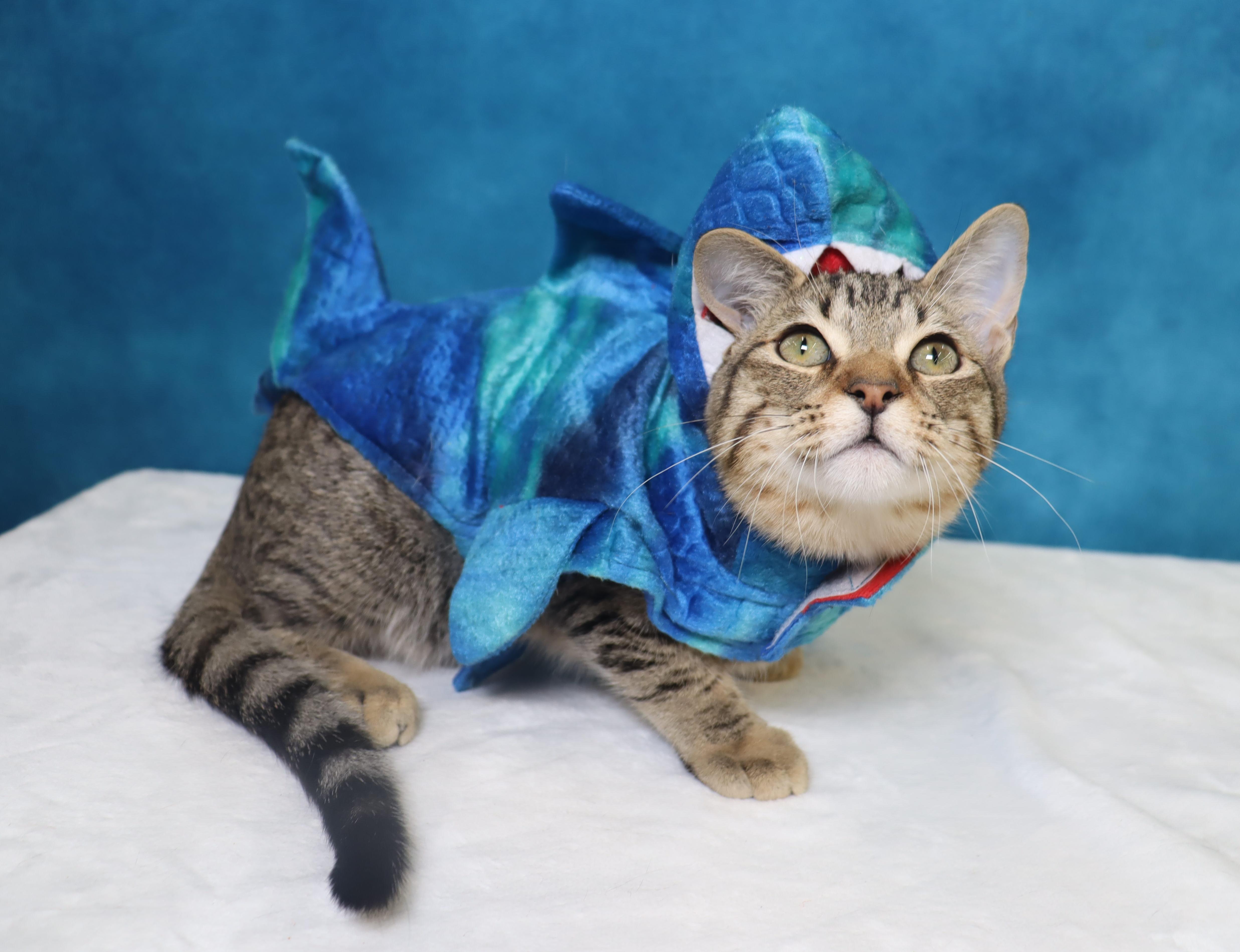 Royal - Super Outgoing and Cuddly, Adoptable, Kitten Male Domestic Short Hair & Tabby.