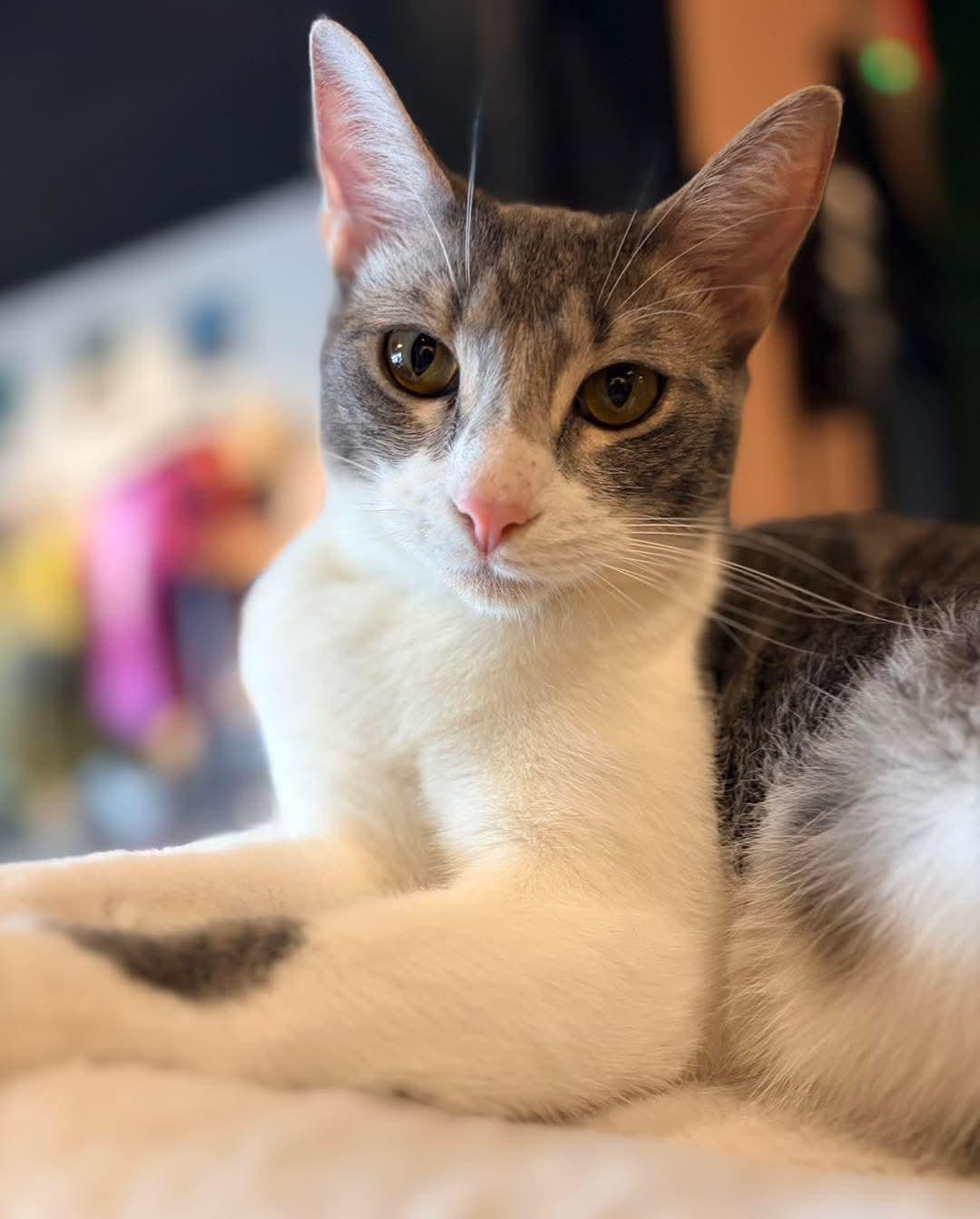 Mikey, ADOPTABLE, Young Male Domestic Short Hair.