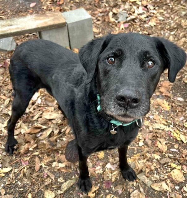 Eugene, a Adoptable Labrador Retriever in Phoenix, OR image 1/3