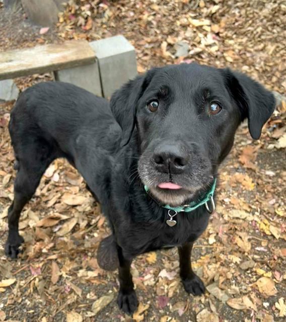 Eugene, a Adoptable Labrador Retriever in Phoenix, OR image 2/3