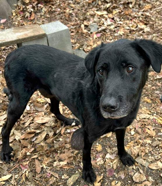 Eugene, a Adoptable Labrador Retriever in Phoenix, OR image 3/3