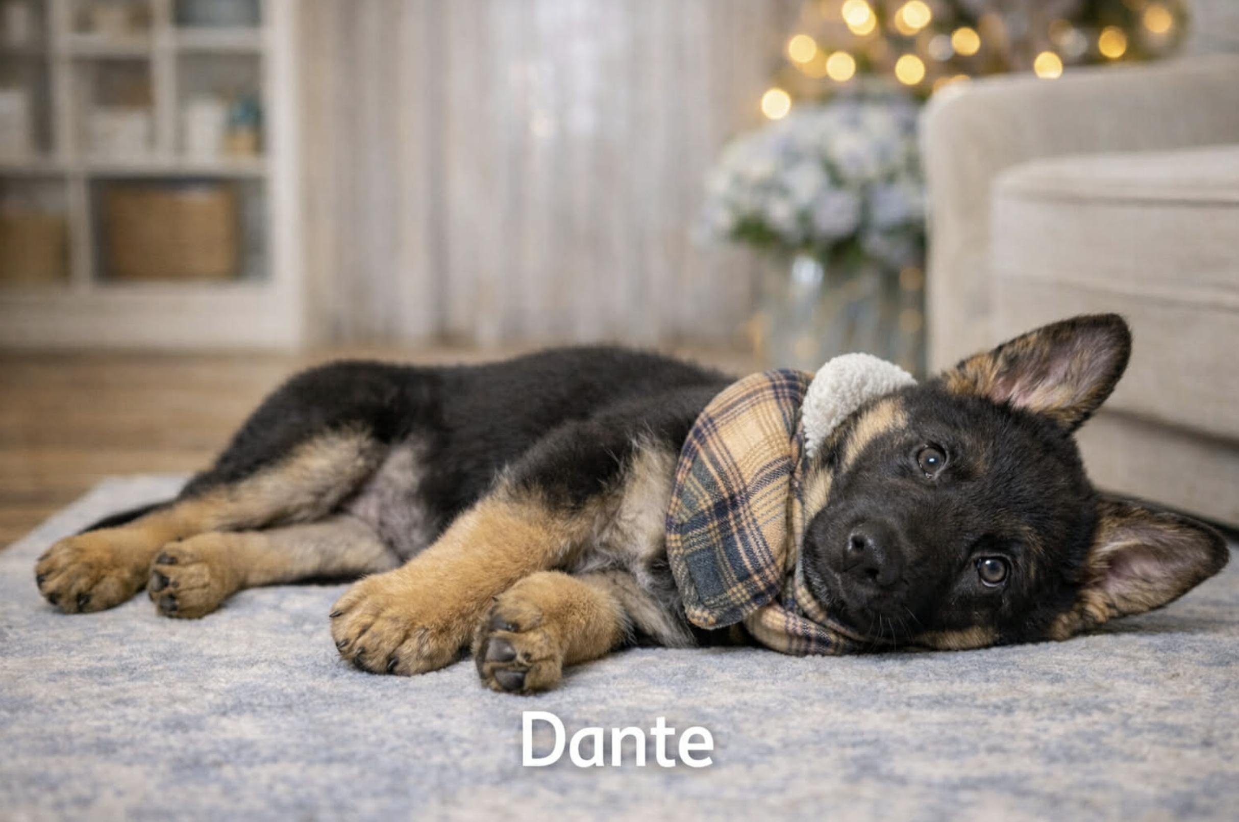 Dante — thumbnail 4