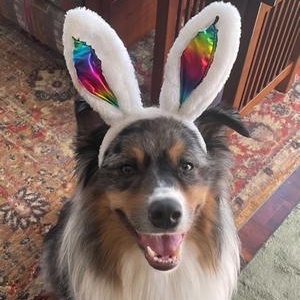 Enlarge Belfire, a ADOPTABLE Australian Shepherd in Lebanon, PA image 2/3