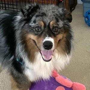 Belfire, ADOPTABLE, Adult Male Australian Shepherd.