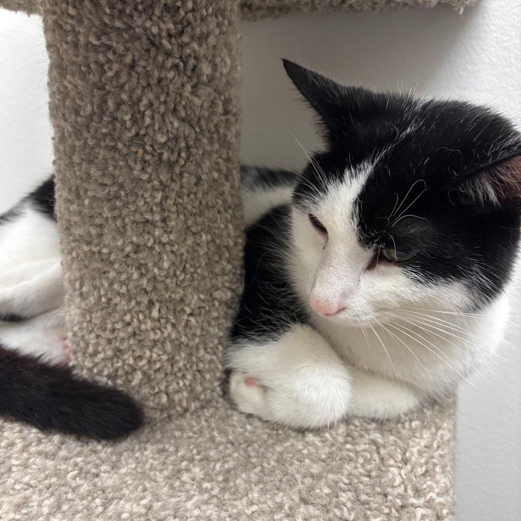 Rhett, Adoptable, Adult Male Domestic Short Hair.