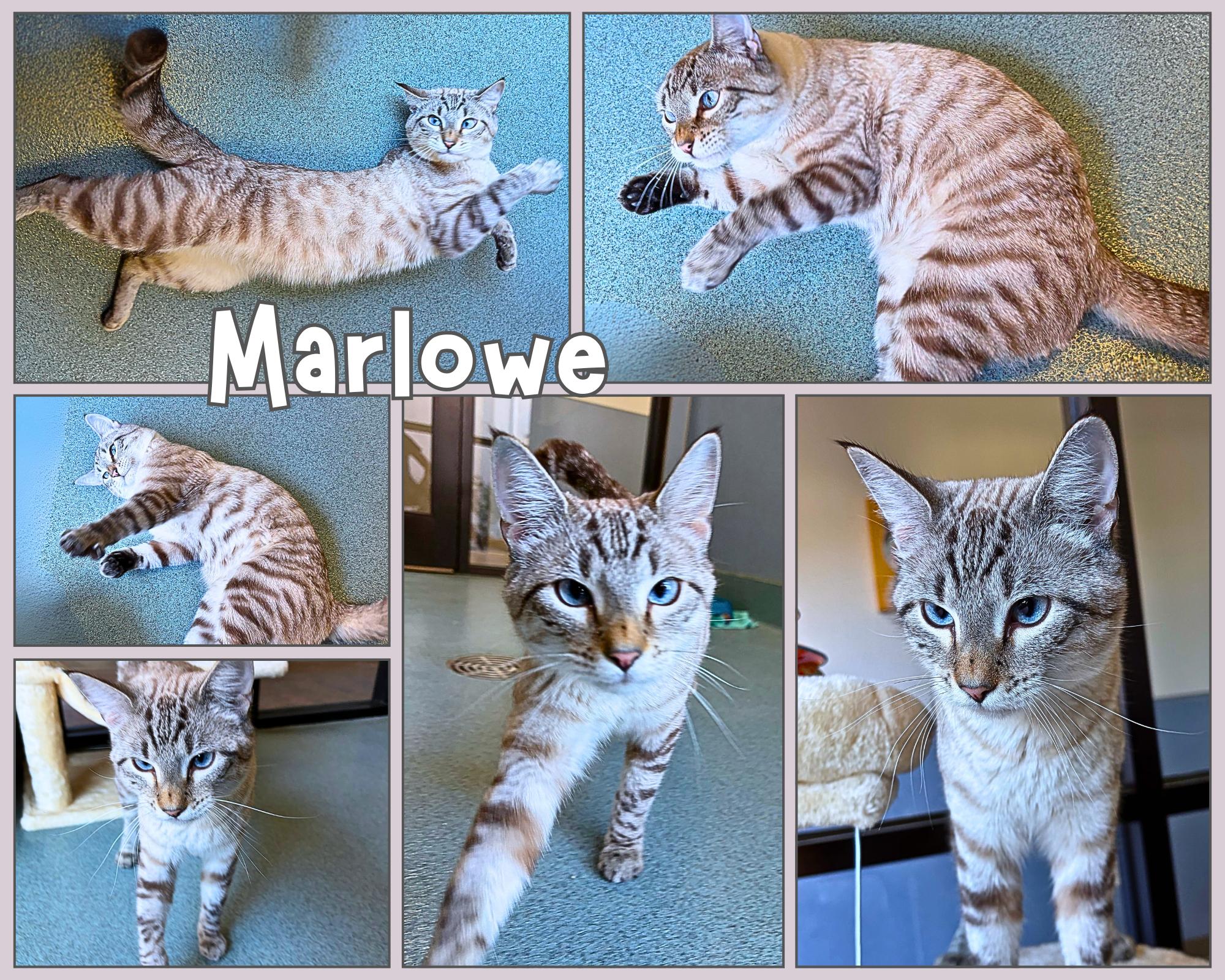 Enlarge Marlowe, a Adoptable mixed breed in Universal City, TX image 1/1