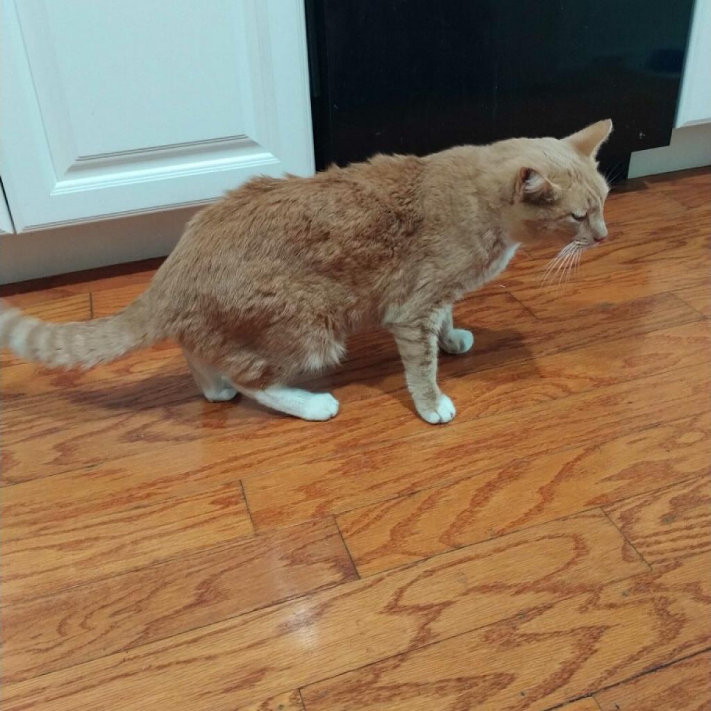 Dusty — thumbnail 2