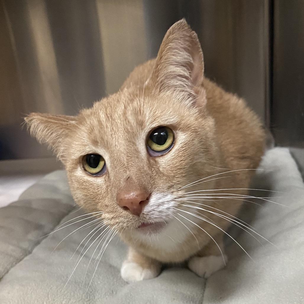 Dusty — thumbnail 3