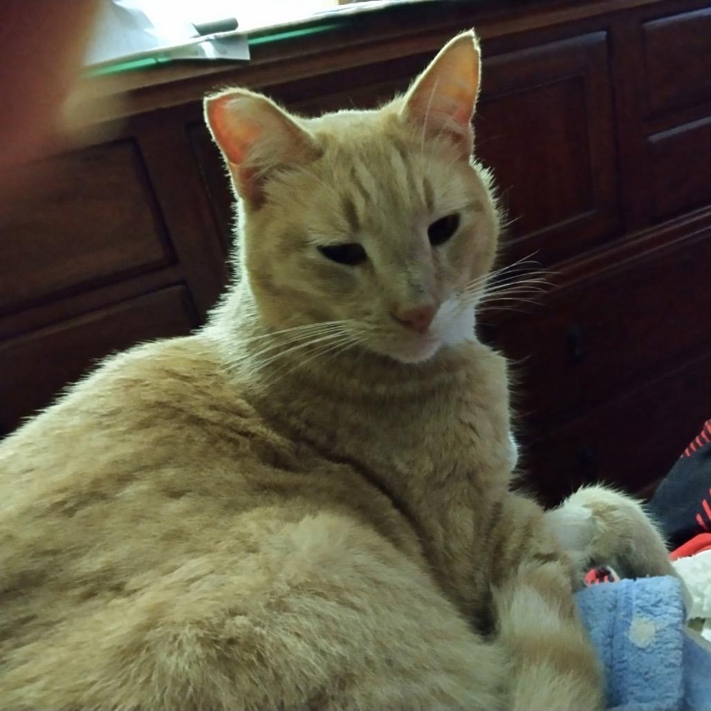 Dusty — thumbnail 4