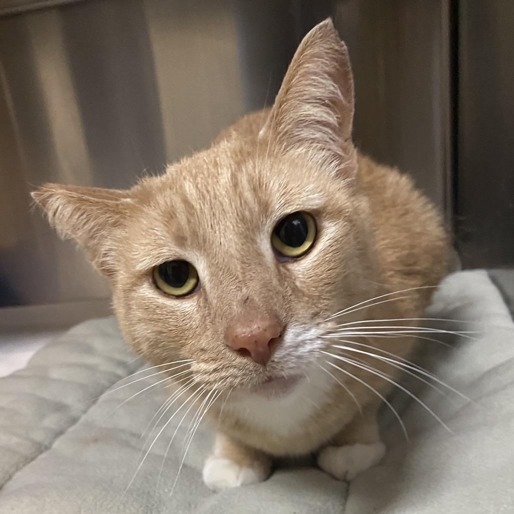 Dusty — thumbnail 5