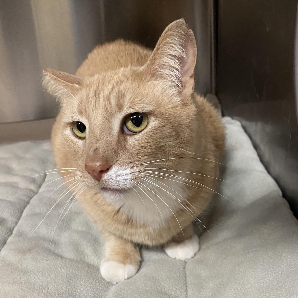 Dusty — thumbnail 6