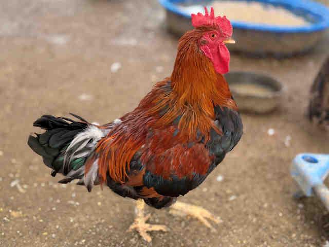 Enlarge SERRANO, a Adoptable Chicken in Bonita, CA image 1/1