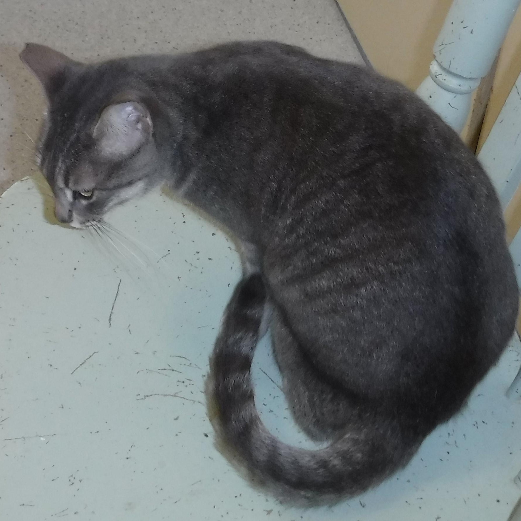 Enlarge Allie - Very Friendly & Fun, an adoptable Tabby in Hoquiam, WA image 2/4