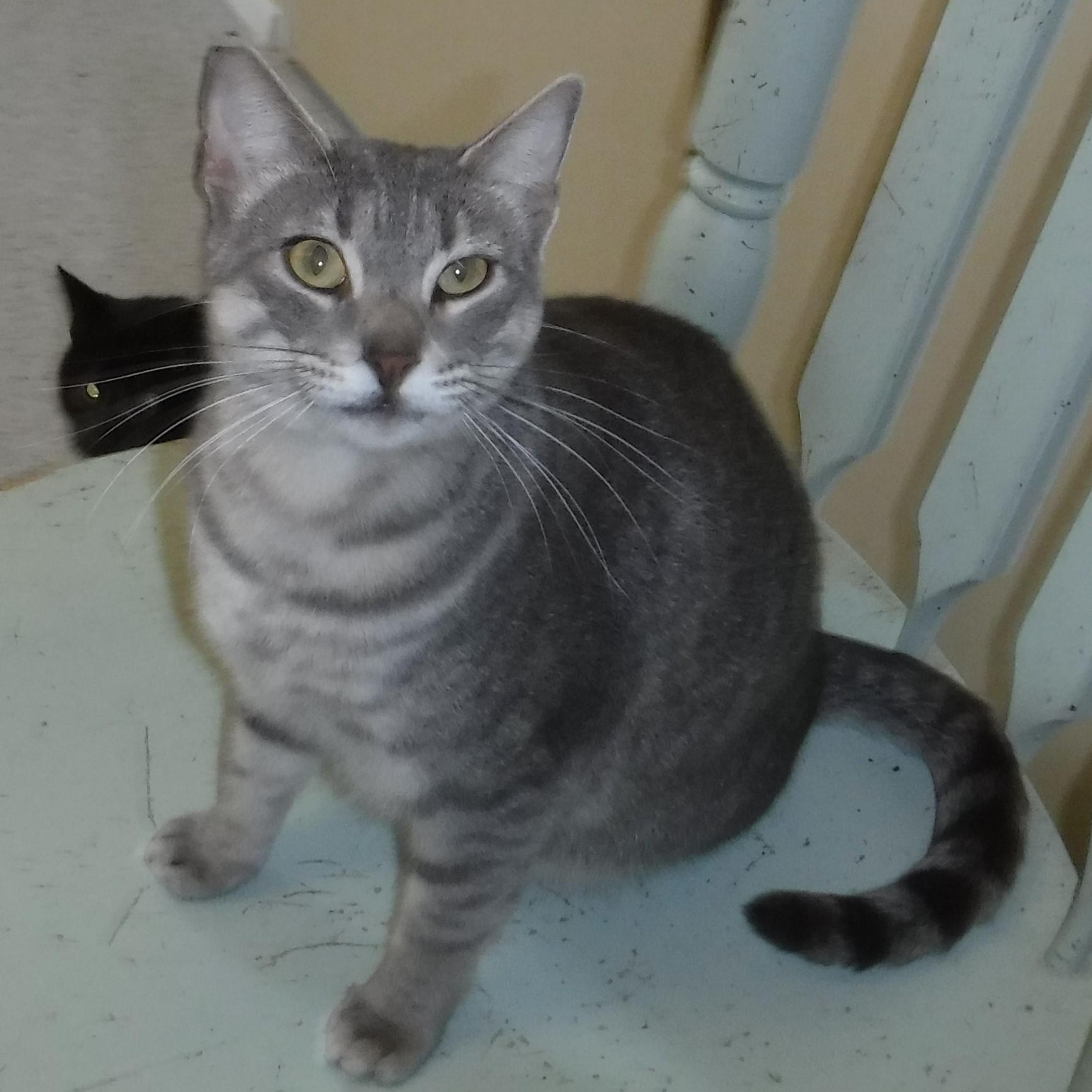 Enlarge Allie - Very Friendly & Fun, an adoptable Tabby in Hoquiam, WA image 3/4