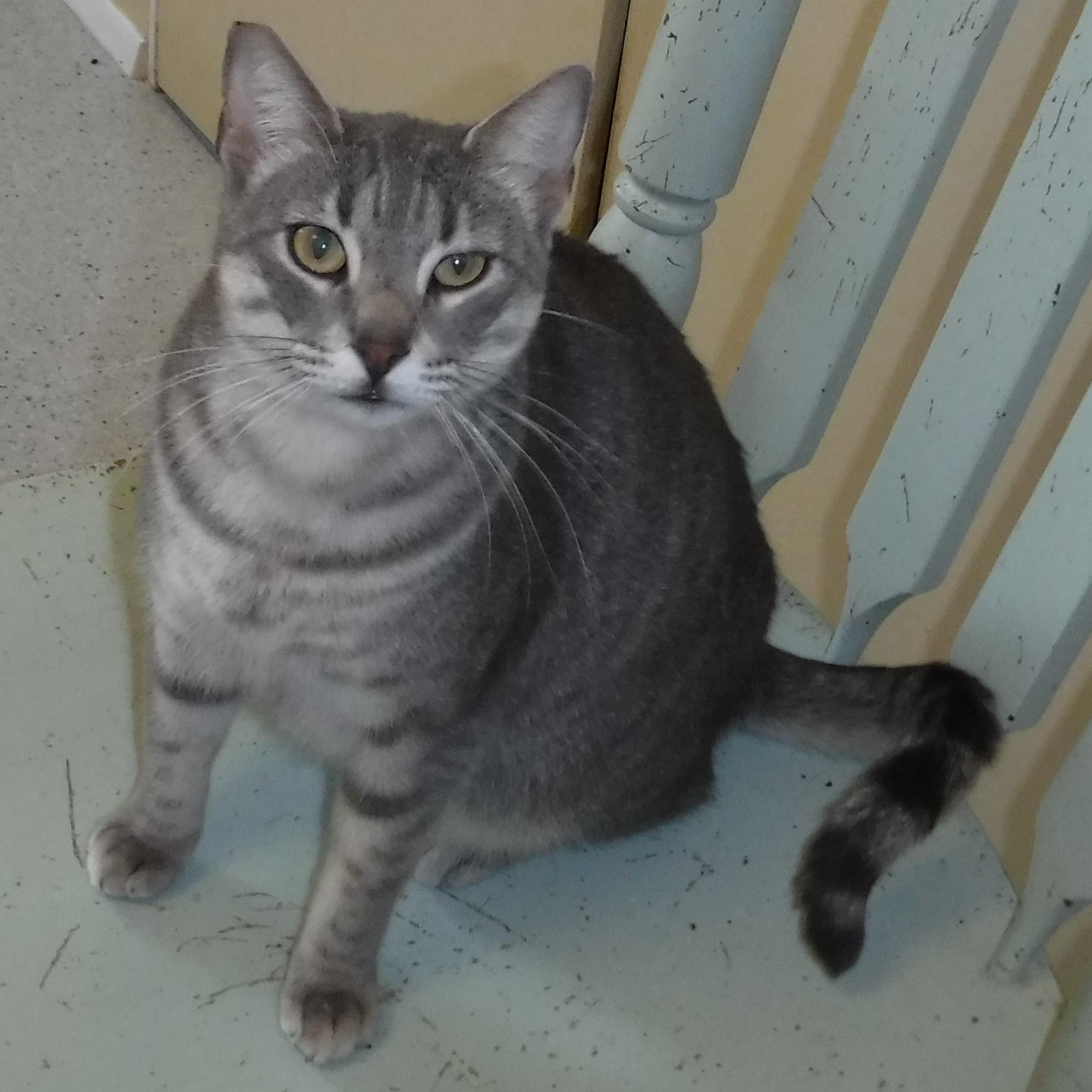 Enlarge Allie - Very Friendly & Fun, an adoptable Tabby in Hoquiam, WA image 1/4